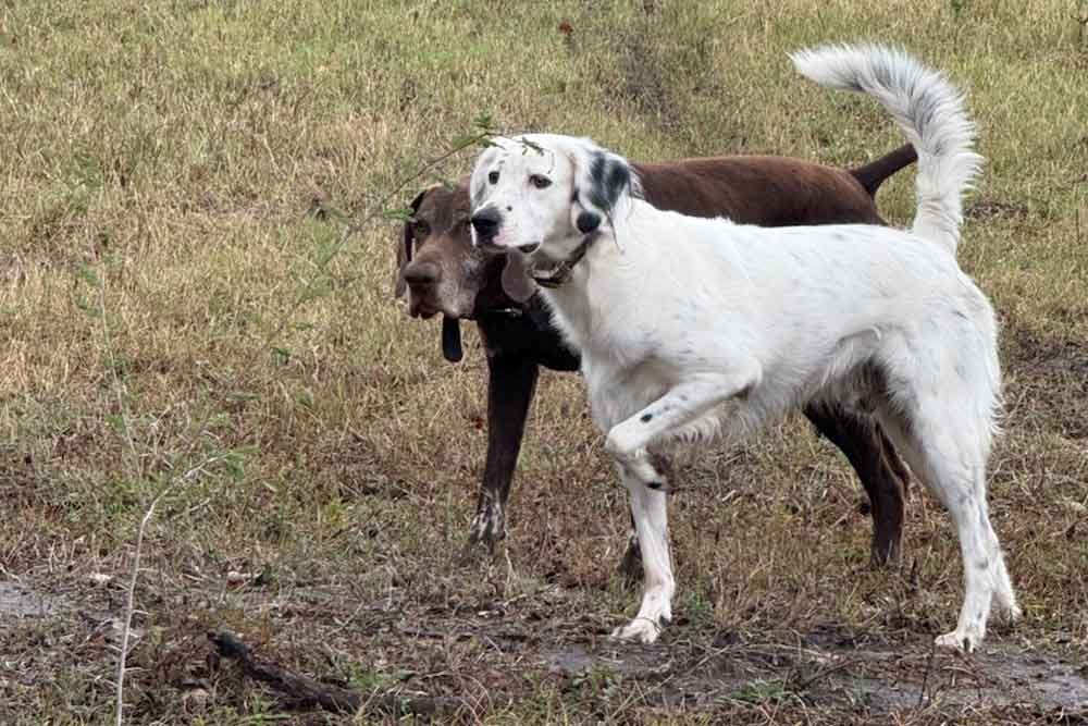 upland bird dogs
