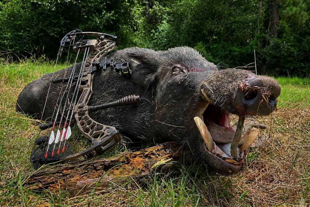 archery hog hunt