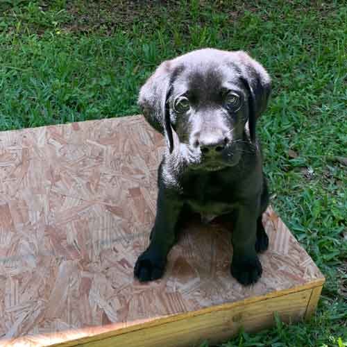black lab puppy