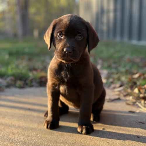 chocolate lab puppy