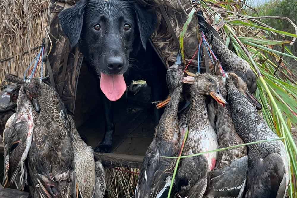 black dog with ducks after a hunt