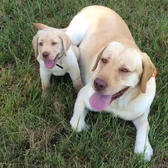 mother yellow lab with puppy