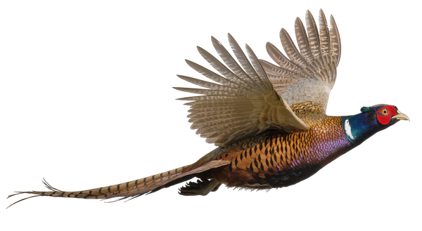 pheasant in flight