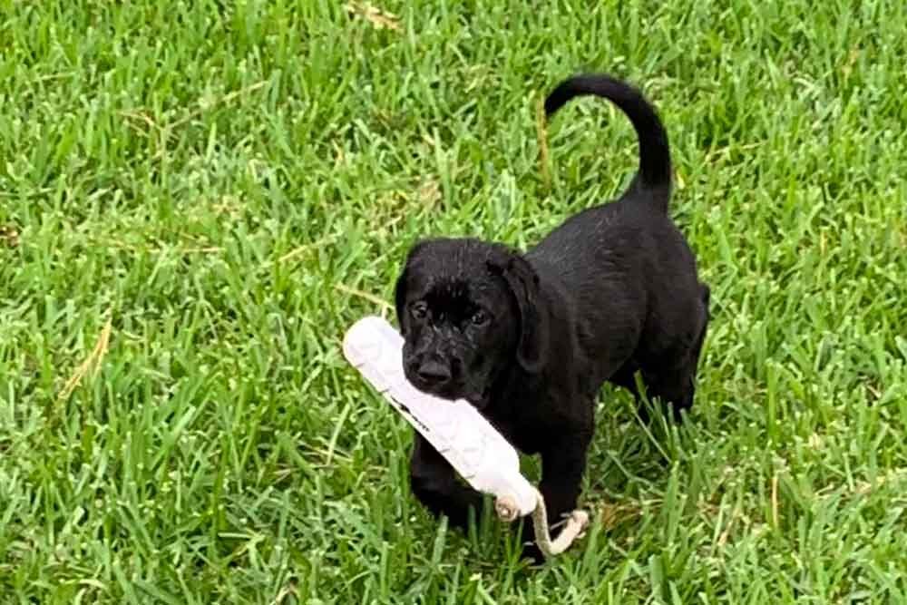 puppy-training