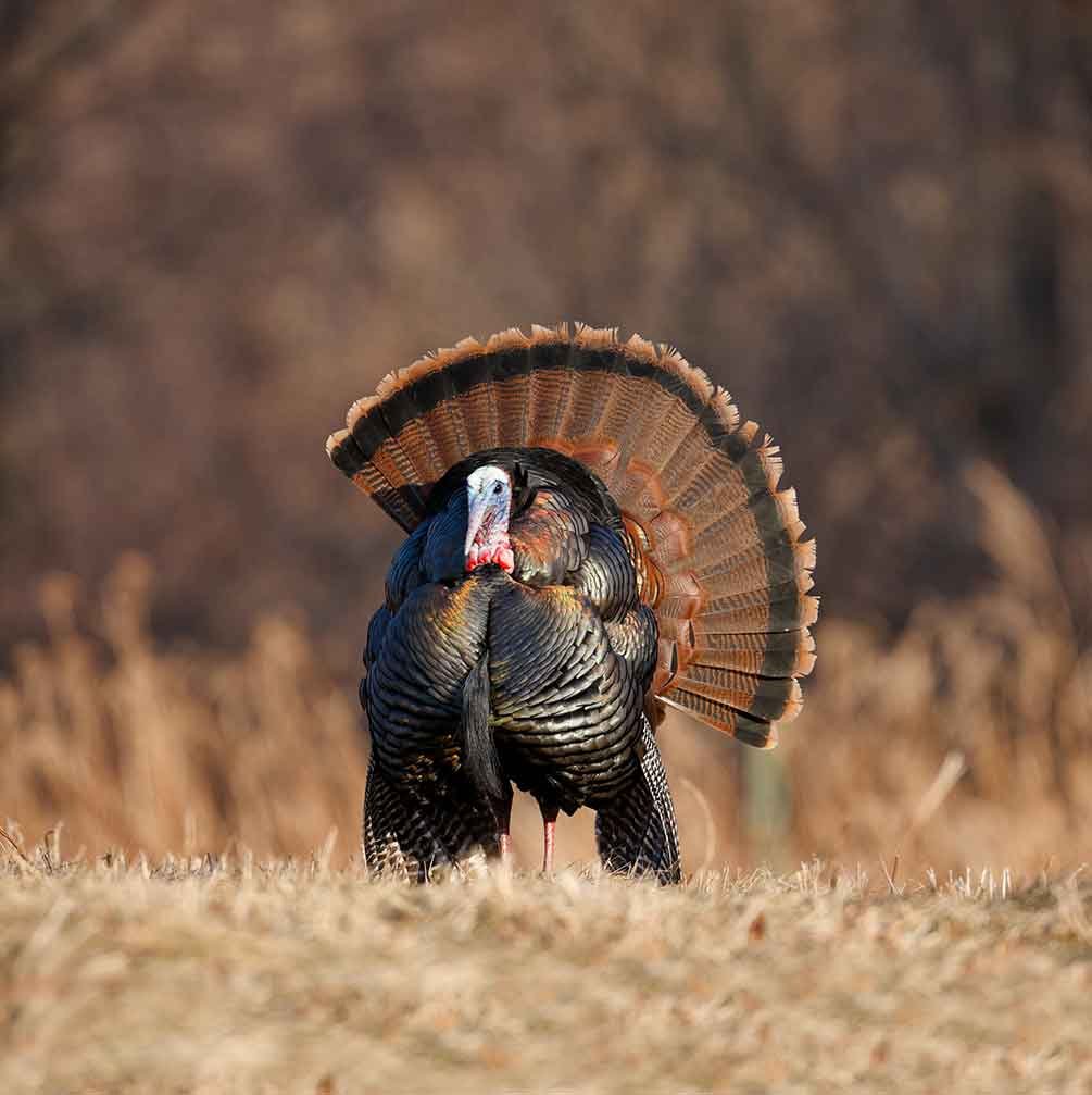 turkey in the wild